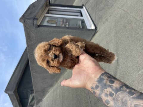 Maltipoo yavruları