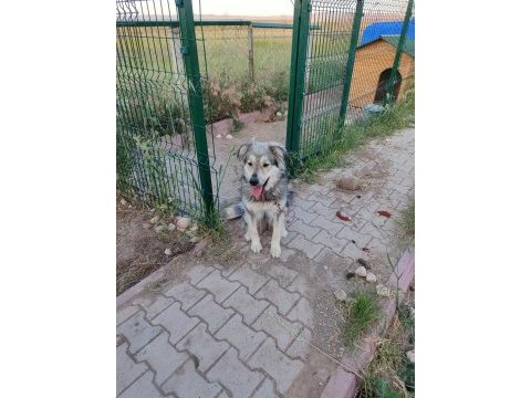 Ücretsiz sahiplendirme köpeğimiz