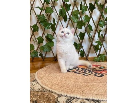 Golden ny1233 dişi british shorthair golden