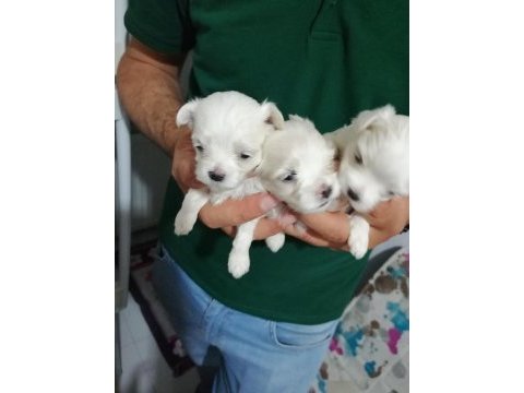 Kore kani maltese yavrulari wc eğitimli