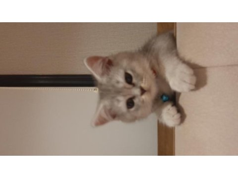 3 aylık british shorthair