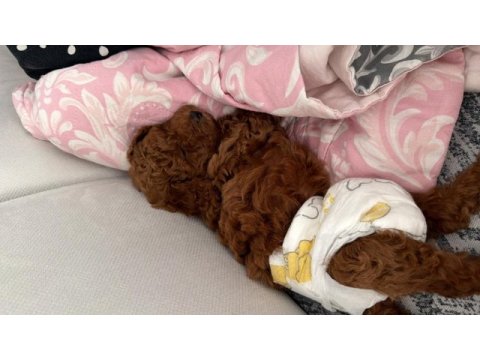 Orjinal kore kan toy poodle dişi