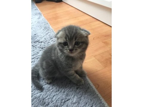 Sevgi arsızı minik scottish fold yavrularımıza yuva arıyoruz