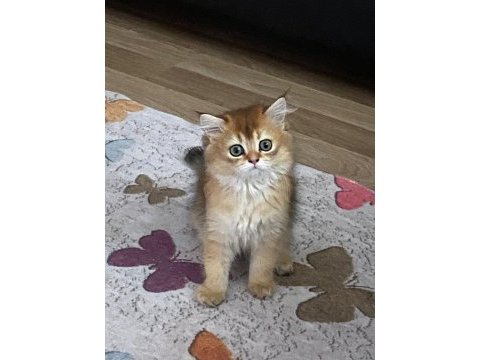 Sahibinden british longhair