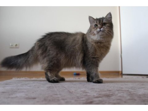 Full şecereli dişi black golden ny25 scottish straight