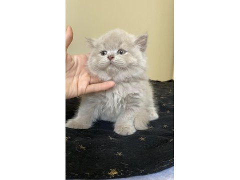 Safkan british longhair lilac solid son kızımız