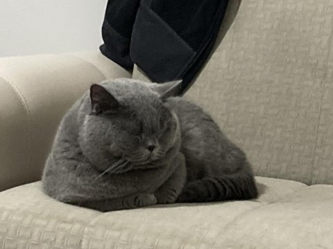 British shorthair erkek oğlumuza dişi arıyoruz