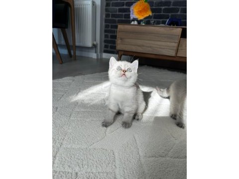British shorthair yavrularımız