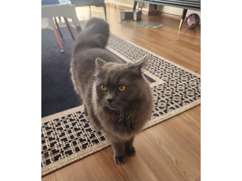 Ücretsiz british longhair 1 yaşında