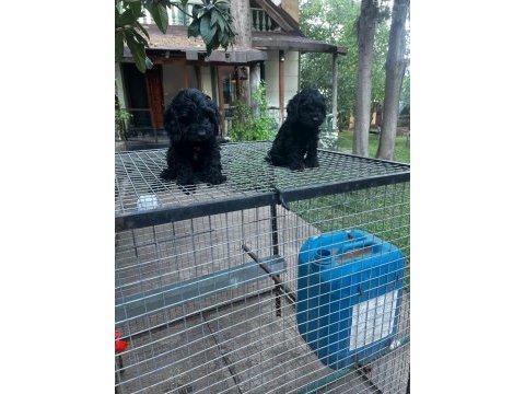 Dünyalar tatlısı özel renk maltipoo yavrular