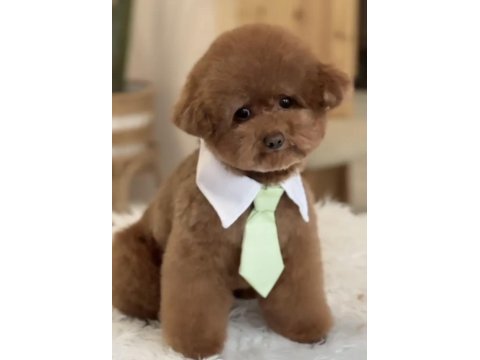 Orijinal kore poodle dişi ve erkek