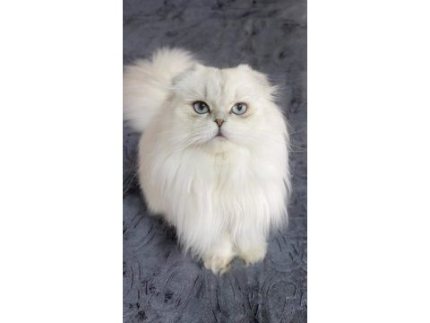 British longhair yavrularım