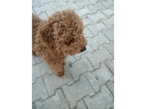 10 aylık poodle