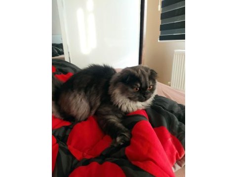 Scottish fold balım a yeni sahip