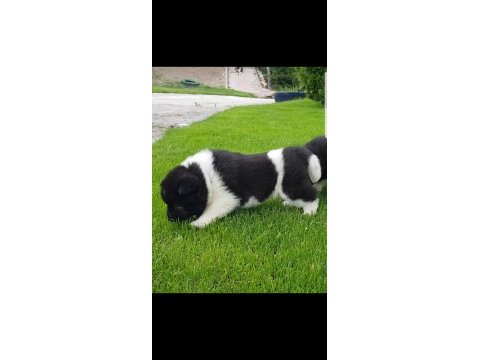 Safkan amerikan akita tombişler