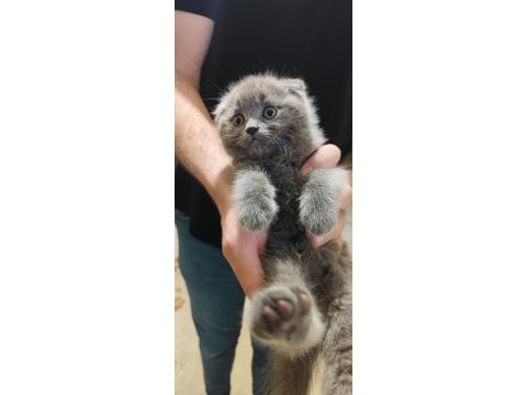 Scottish fold erkek