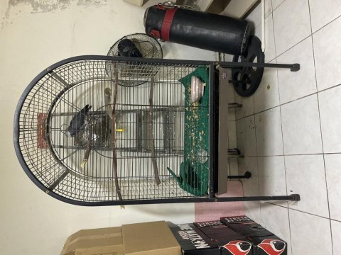 Jako papağanı kafesiyle