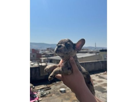 French bulldog bebekler