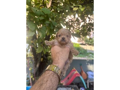 Orjinal pekapoo yavrularımız