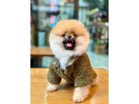 Fci şecereli pomeranian boo