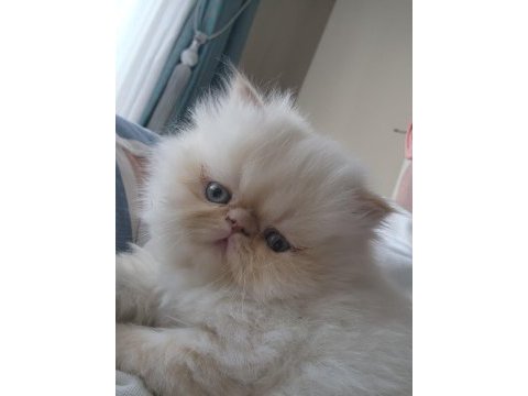 Safkan sağlıklı iran bebek kediler