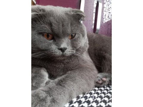 Scottish fold erkek kedimiz