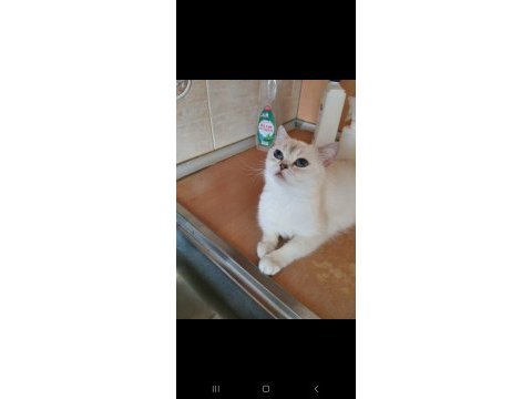 British shorthair ns1133 kedimizi sahiplendirmek
