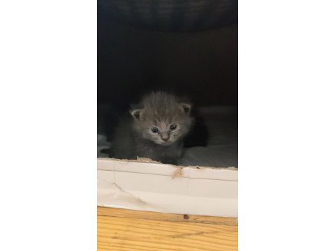 British longhair yavru gri