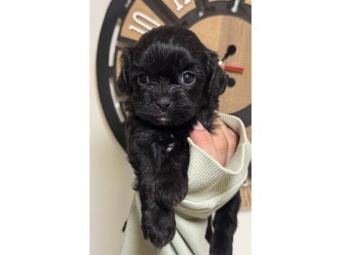 Mini boy güzel suratlı siyah maltipoo yavrular