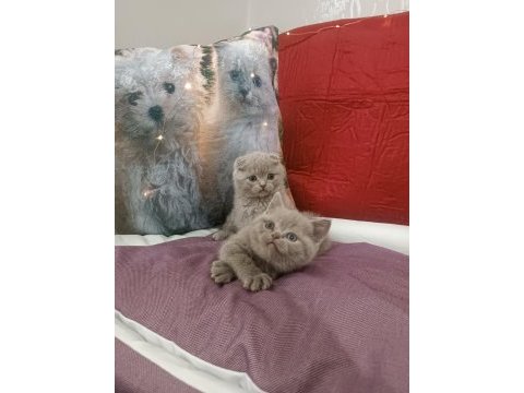 British shorthair lilac yavrumuz