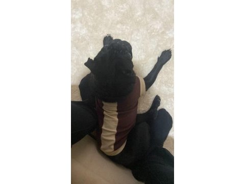 Neşe kaynağımız çocuğumuz pug