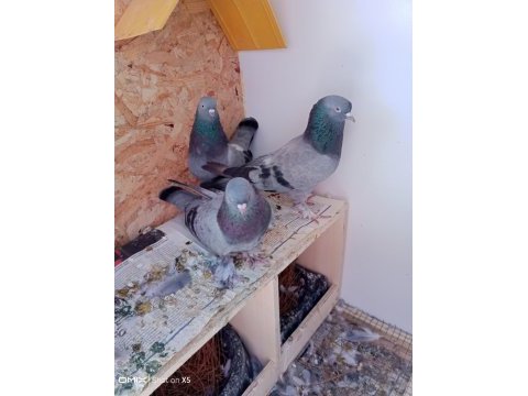 Uygun fiyat toplu güvercin