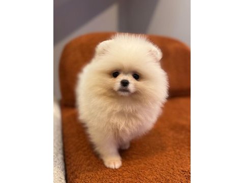 Pomeranian boo yavrularımız
