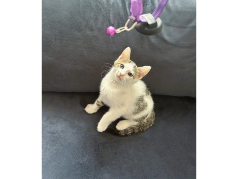 Milka 2 aylık erkek, sürmeli gözlü, orta uzun tüylü