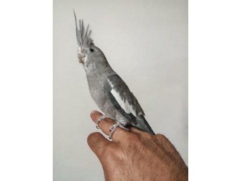 4 5 aylık sultanlar ele alışık