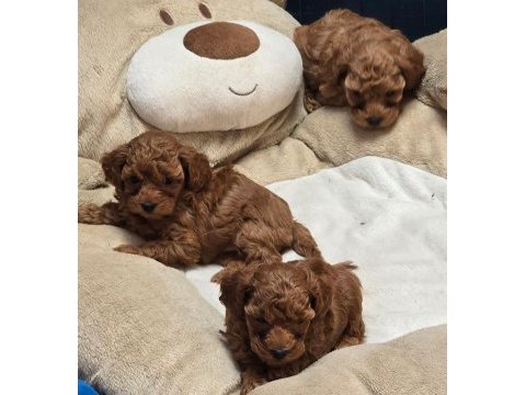 Toy poodle sevimli yavrularımız