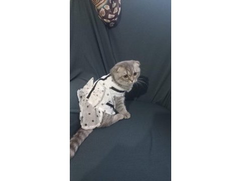 7 aylık dişi scottish fold