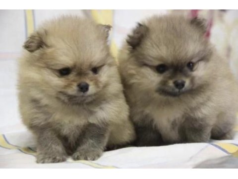 Pomeranian boo ayı surat