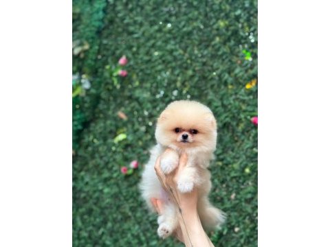 Show kalite pomeranian boo yavrular