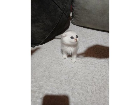 Scottish fold silver erkek bebeğimiz
