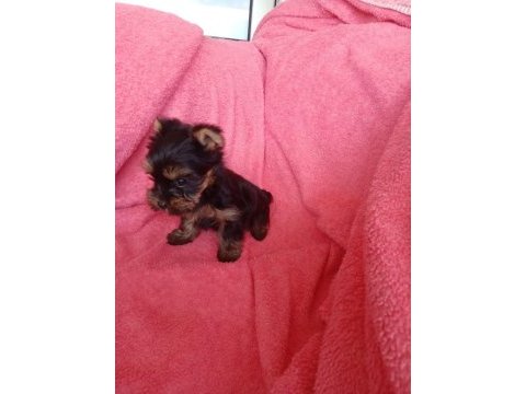 Erkek 2 aylık mikto tea cup yorkshire terrier