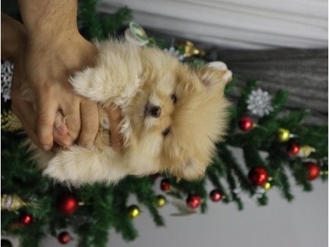 1 yaşında dişi pomeranian 2 kg
