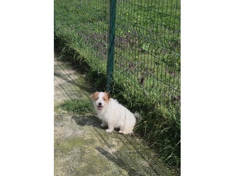 Şecereli jack russell terrier