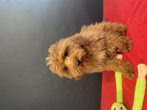 Mükemmel kalite maltıpoo yavrularım