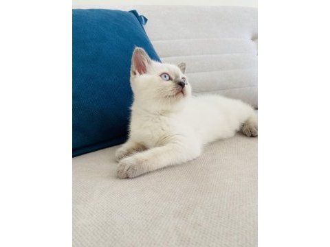 2 aylık blue point british shorthair dişi yavru