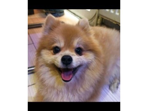 Pomeranian boo