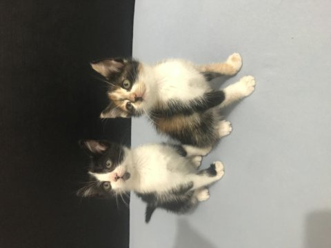 Hatay iskenderun yavru kedi