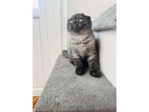Son sıfır kulak scottish fold yeni yuvasına hazırdır