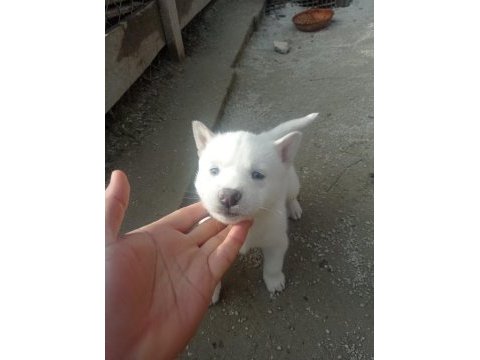 2 aylık husky yavrumuz yeni yuvasını bekliyor