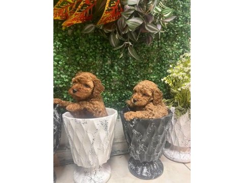 Birinci sınıf poodle bebekler